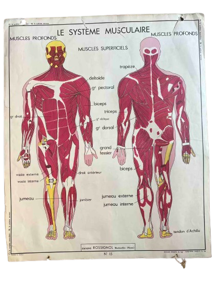 Carte scolaire — Système musculaire (Rossignol)